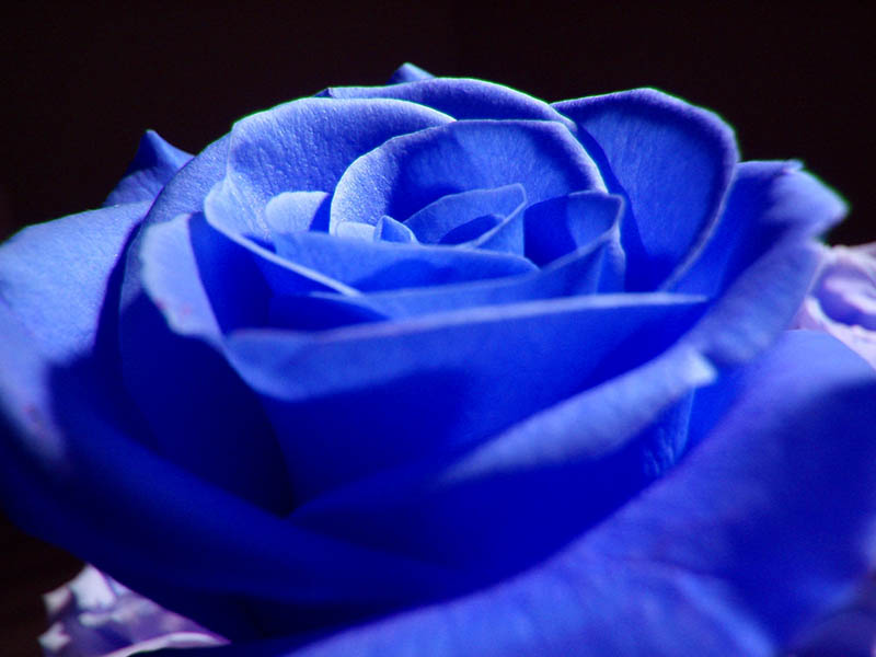 青い薔薇の花言葉は「夢叶う」叶えたい夢や願いを込めたくなる奇跡のお財布をご紹介。