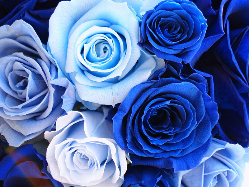 絵画 青いバラ 薔薇 10号 花言葉は夢が叶う - 大分県のその他